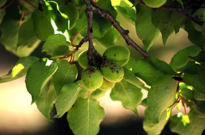 KAYISI ÜRETİCİSİNDE ÇİL HASTALIĞI PANİĞİ