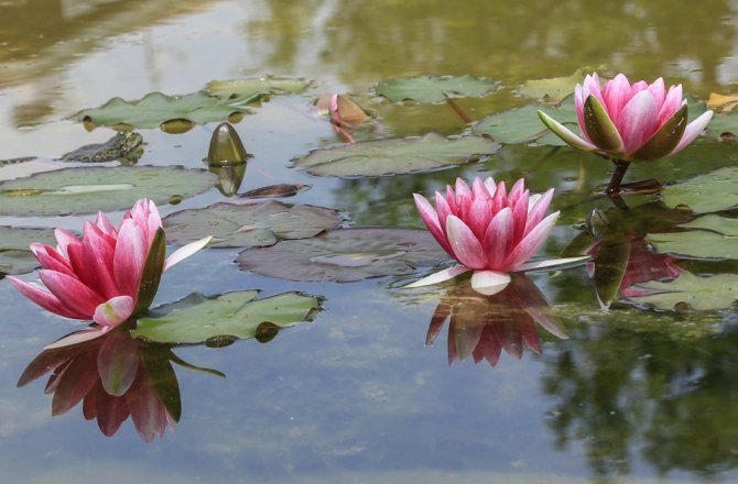 NİLÜFERLER ÇİÇEK AÇTI