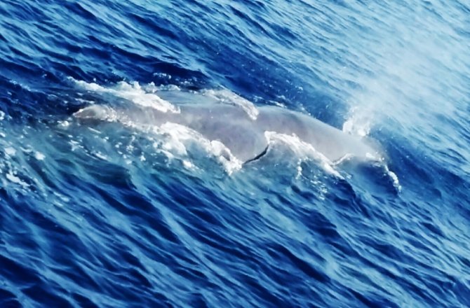 FETHİYE’DE BALİNA GÖRÜLDÜ