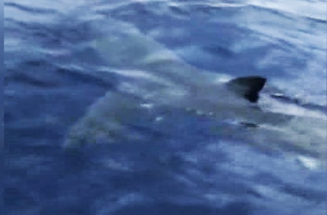 BODRUM’DA DEV KÖPEK BALIĞI GÖRÜNTÜLENDİ