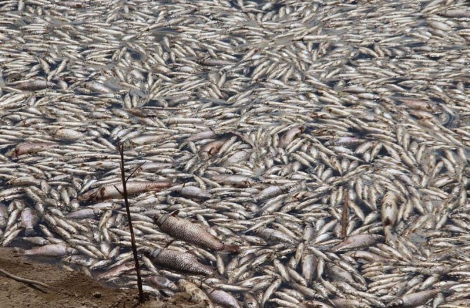 TOPLU BALIK ÖLÜMLERİ TEDİRGİN ETTİ