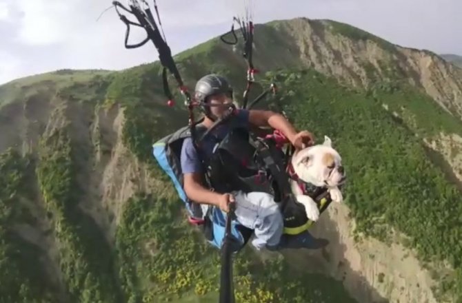 TEKİRDAĞ SEMALARINDA BİR KÖPEK