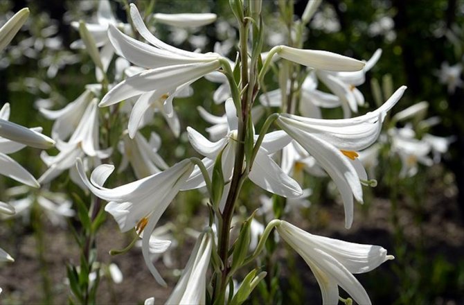 AK ZAMBAĞIN YAĞININ KİLOGRAMI 5 BİN AVRODAN SATILIYOR