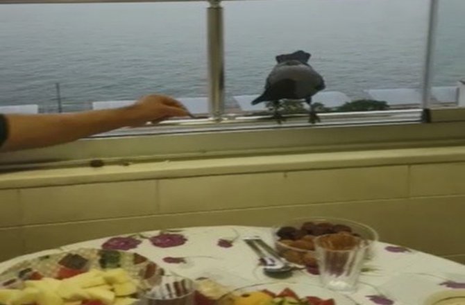 AKILLI KARGA HER İFTAR SOFRADA