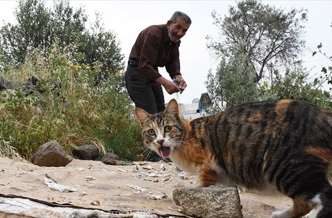 BODRUM'UN KEDİLERİNİ 30 YILDIR 'ALİ BABA' BESLİYOR