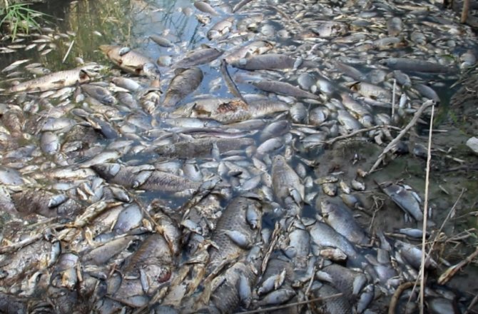 SÖKE’DEKİ ÖLÜ BALIKLAR EGE DENİZİ’NE ULAŞTI