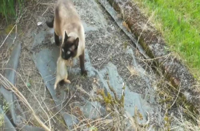 AKŞAM YEMEĞİNİ BAYKUŞA KAPTIRDI