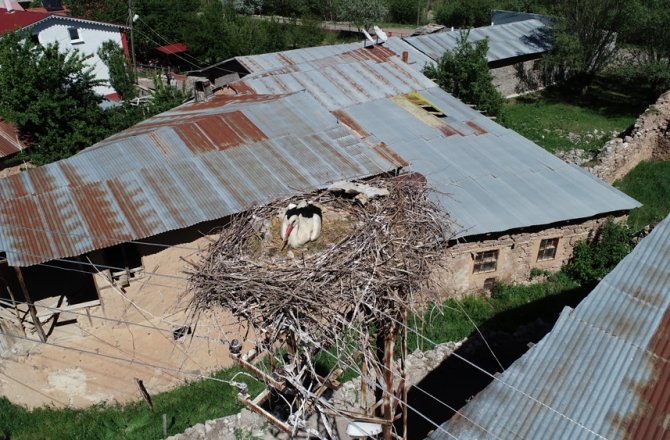 GÖÇMEN LEYLEKLER KÖY SAKİNİ GİBİ