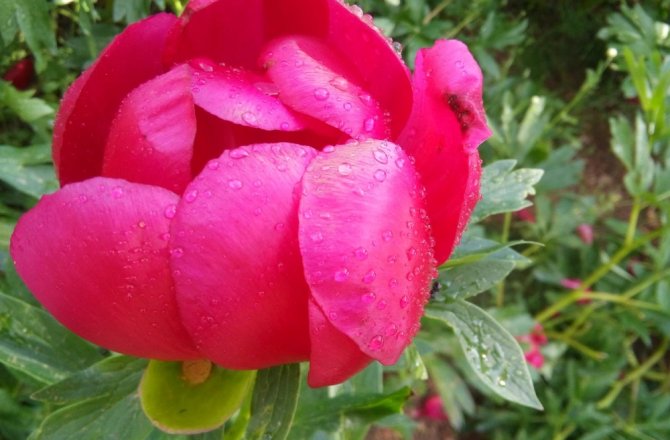 BU ÇİÇEĞİ KOPARANA 48 BİN LİRA CEZA