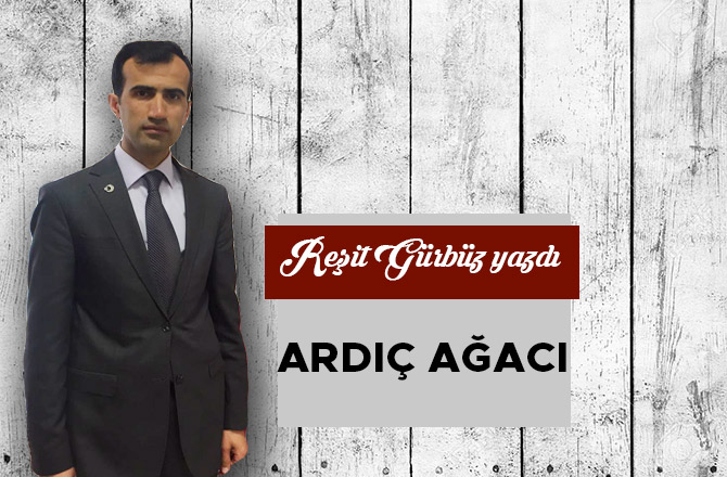 ARDIÇ AĞACI