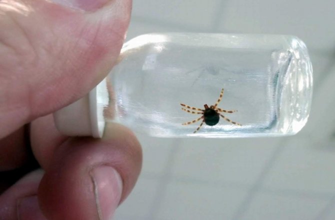 UZMANLARDAN ’KENE’ UYARISI