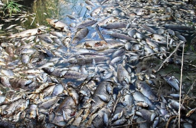 BİNLERCE ÖLÜ BALIK HAVADAN İLK KEZ GÖRÜNTÜLENDİ