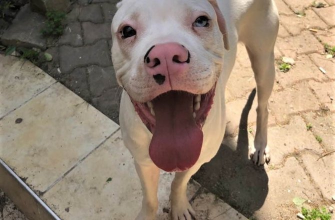 AŞİL’İ BULANA 2 BİN LİRA ÖDÜL