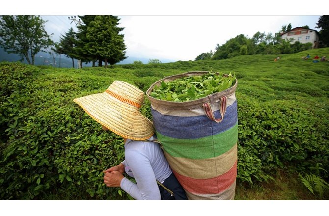 Çay üreticisinin yüzü fiyat artışıyla güldü