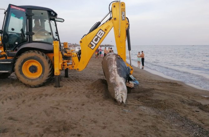 PLAJA 4 METRELİK BALİNA ÖLÜSÜ VURDU
