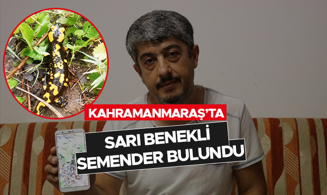 KAHRAMANMARAŞ’TA SARI BENEKLİ SEMENDER BULUNDU