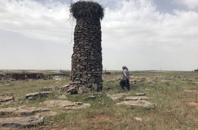 KÖYLÜLERİ ZEHİRLİ YILANLARDAN LEYLEKLER KORUYOR