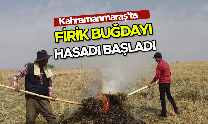 KAHRAMANMARAŞ’TA FİRİK BUĞDAYI HASADI BAŞLADI