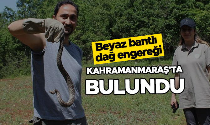 NESLİ TÜKENMEKTE OLAN YILAN İLİMİZDE BULUNDU