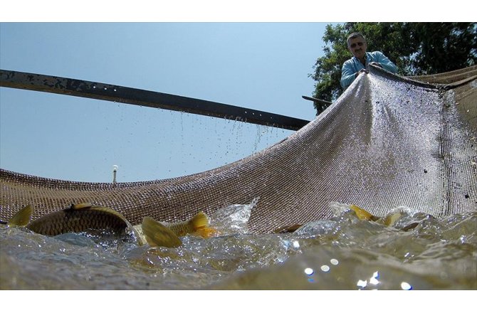 DSİ'den baraj göllerine her yıl milyonlarca balık