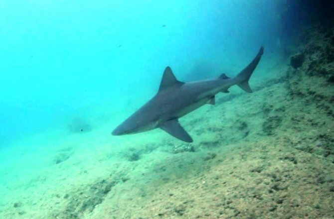 EGE DENİZİ’NDE GÖRÜLEN KÖPEK BALIKLARININ SIRRI