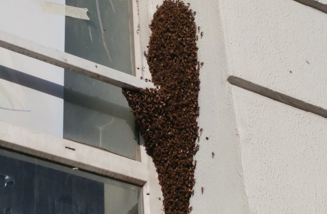 BAĞCILAR’DA ARI İSTİLASI