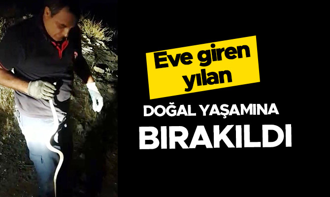 Eve giren yılan doğal yaşamına bırakıldı
