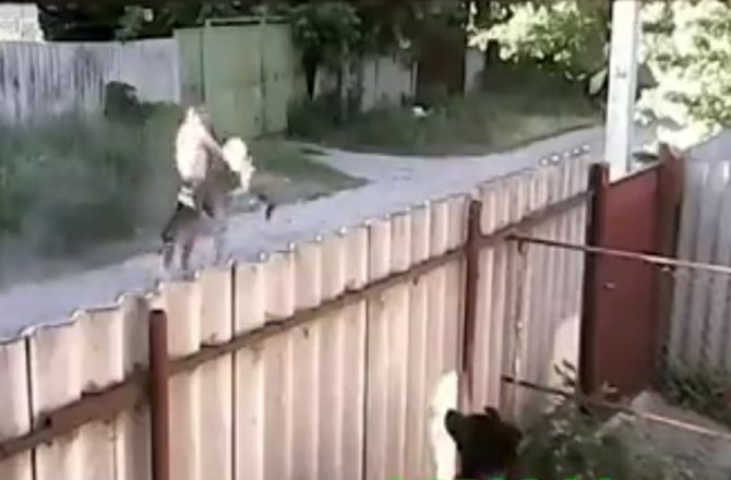 Pitbullar adama böyle saldırdı