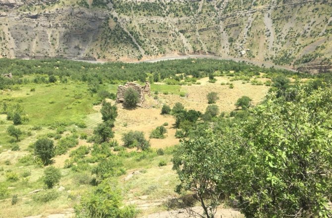 Terör yüzünden ekilemeyen araziler yeşillendi