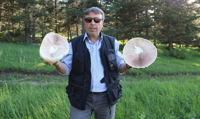 Tepsi büyüklüğünde kültür mantarı