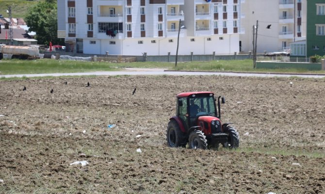 Uyanık kargalar hazıra kondu