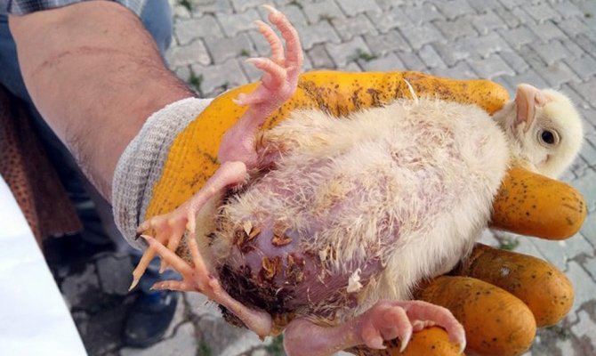 Bu civciv 4 bacaklı !