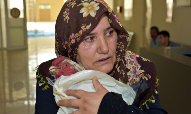 Ayağı kırılan horozu için gözyaşı döktü