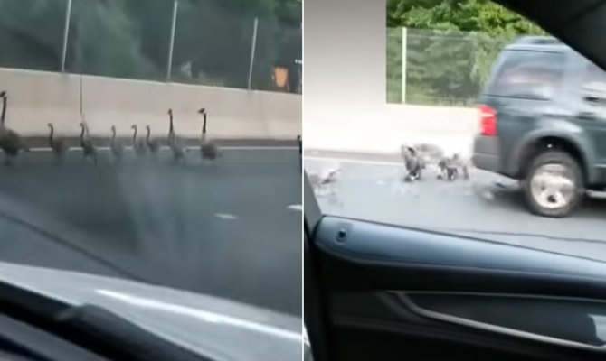 Yola çıkan kaz sürüsünü böyle ezdi