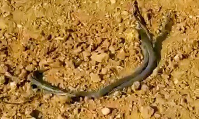 Yılanların dansı böyle görüntülendi