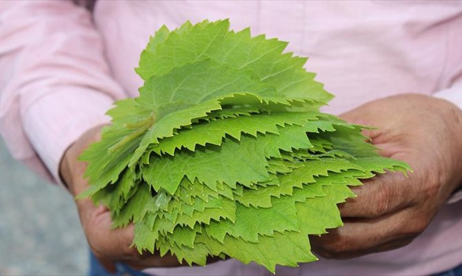 Yaprağı meyvesinden 10 kat değerli