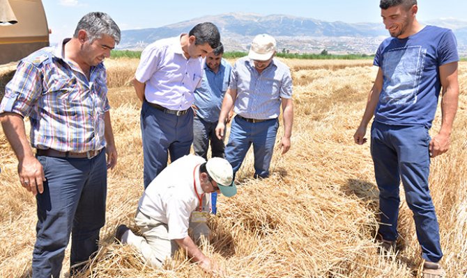 Kahramanmaraş’ta Hububat Hasadı Başladı