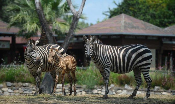 Zebra yavrusu ilgi odağı oldu