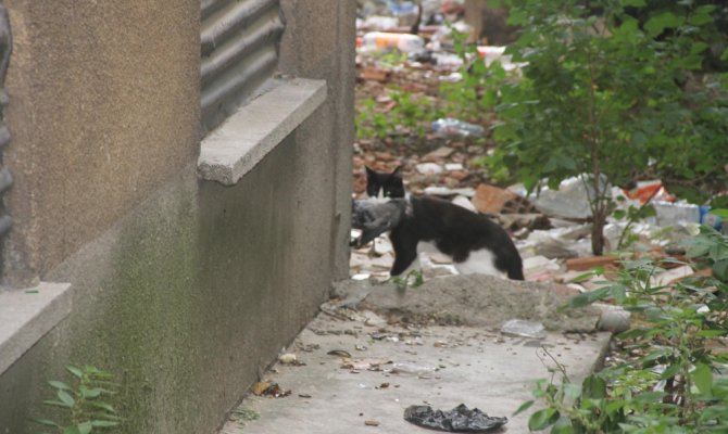 Sıkıştığı yerden kurtulan güvercini kedi kaptı