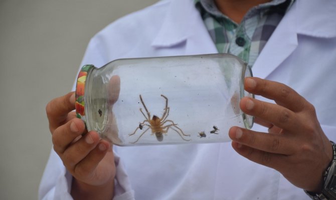 Bu örümcek yüzünden koca bir il tedirgin
