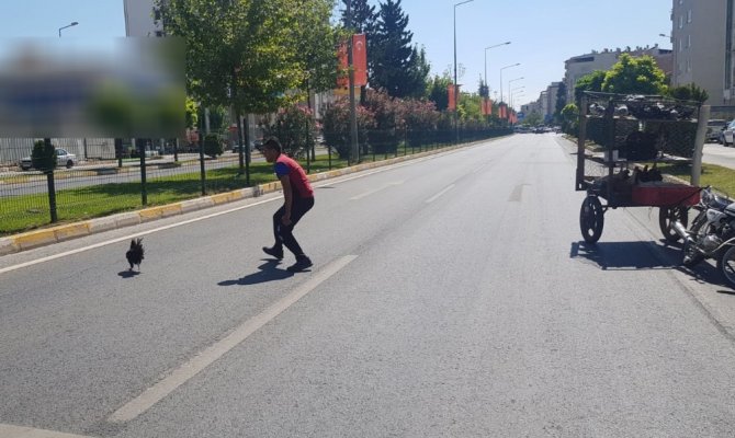 Karayolunda tavuk kovaladı