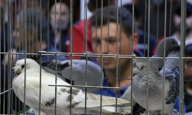 Otomobil fiyatına güvercin