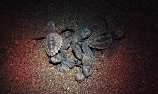 İlk yavru carettalar mavi sularla buluştu