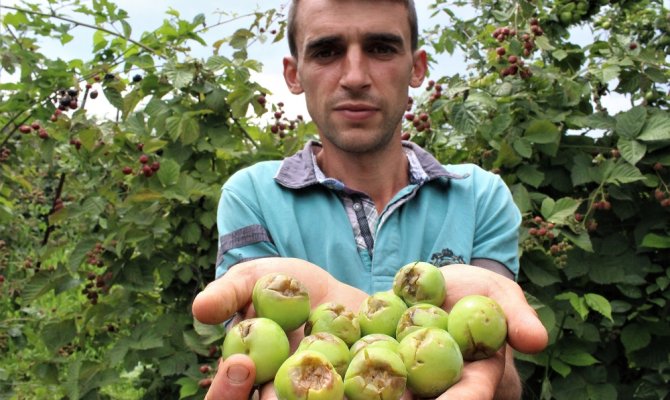 Ceviz büyüklüğünde dolu meyve bahçelerini vurdu