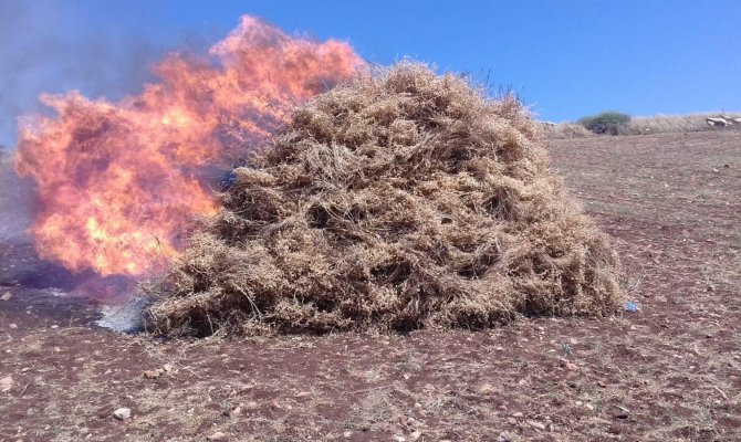 5 ton nohudu ateşe verdiler