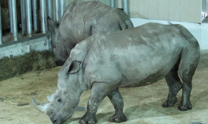 Bursa Hayvanat Bahçesi’nin yeni misafirleri gergedanlar