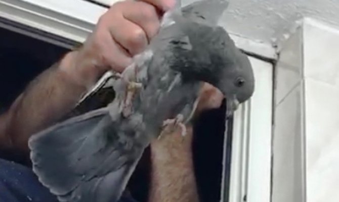 Havalandırma boşluğunda mahsur kalan güvercin kurtarıldı 