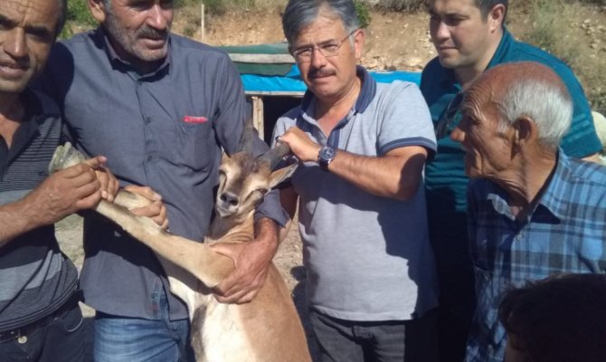Yaralı dağ keçisine şefkat eli  