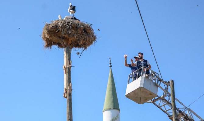 Leylek yavrularına itfaiye merdiveniyle özel besleme