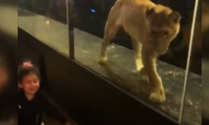 Nargile kafedeki ’aslan’ tepki çekti